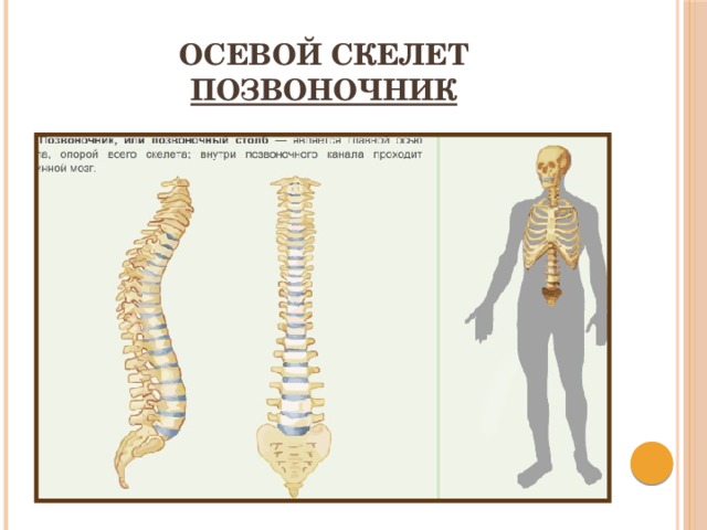 Осевой скелет  Позвоночник 