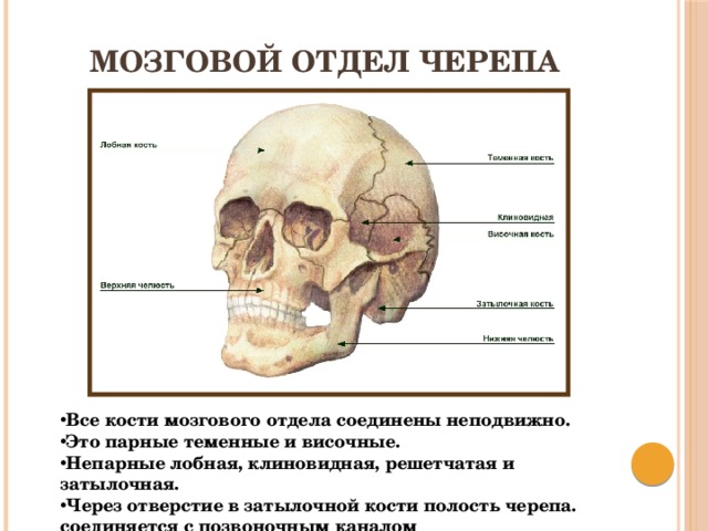 Мозговой отдел черепа Все кости мозгового отдела соединены неподвижно. Это парные теменные и височные. Непарные лобная, клиновидная, решетчатая и затылочная. Через отверстие в затылочной кости полость черепа. соединяется с позвоночным каналом 