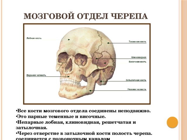 Самая крупная кость мозгового отдела черепа. Кости черепа в мозговой части имеют большую непарную кость спереди. Строение костей черепа клиновидной височной затылочной решетчатой. Функции костей мозгового отдела черепа. Клиновидный отдел черепа.