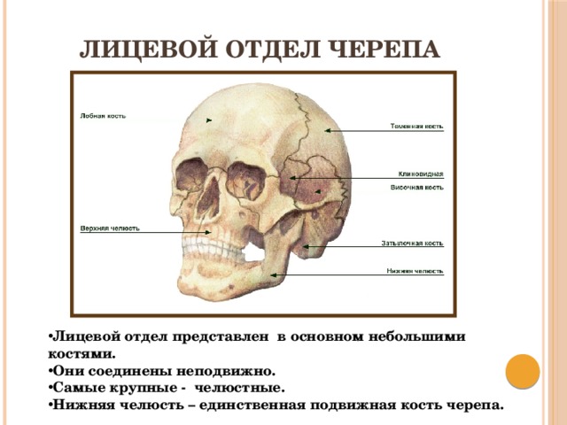 Лицевой отдел черепа Лицевой отдел представлен в основном небольшими костями. Они соединены неподвижно. Самые крупные - челюстные. Нижняя челюсть – единственная подвижная кость черепа. 