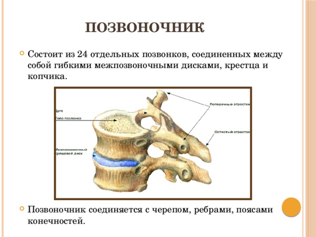 Между позвонками