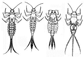 Личинка поденки рисунок