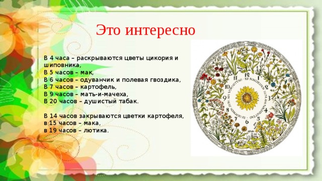 Это интересно В 4 часа – раскрываются цветы цикория и шиповника, В 5 часов – мак, В 6 часов – одуванчик и полевая гвоздика, В 7 часов – картофель, В 9 часов – мать-и-мачеха, В 20 часов – душистый табак. В 14 часов закрываются цветки картофеля, в 15 часов – мака, в 19 часов – лютика. 