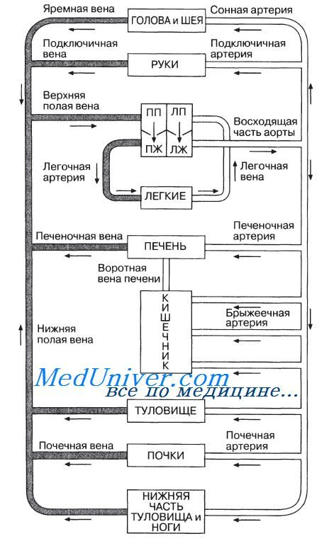 Состав эмболов схема