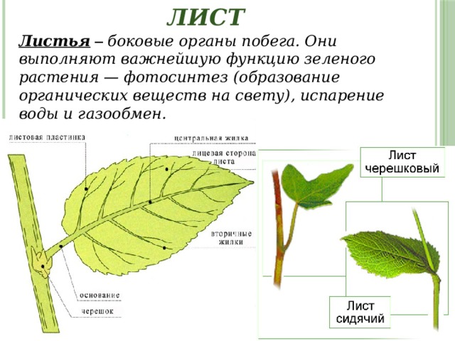 Лист Листья – боковые органы побега. Они выполняют важнейшую функцию зеленого растения — фотосинтез (образование органических веществ на свету), испарение воды и газообмен. 