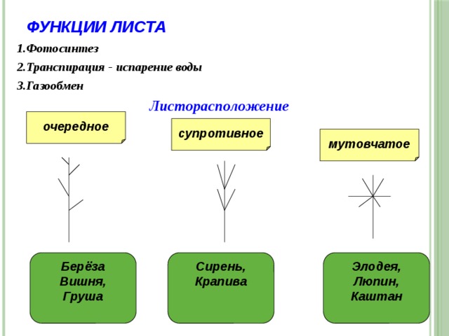 Биология 6 класс функция листьев. Функция листа у растений биология 6 класс. Функция листа у растений биология 6. Основные функции листа растения. Лист функции листа.