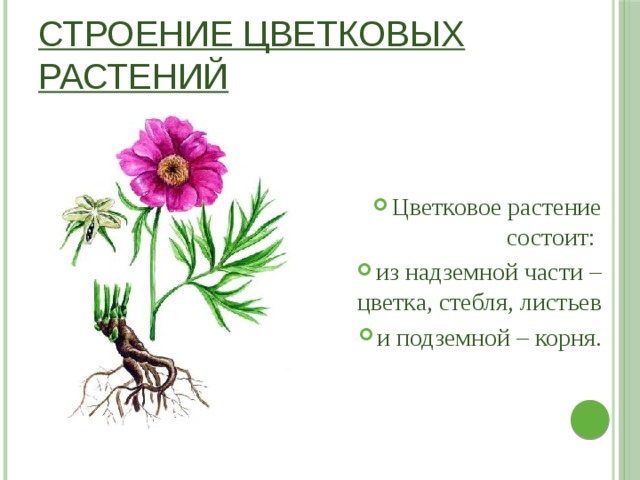Строение цветковых растений Цветковое растение состоит: из надземной части – цветка, стебля, листьев и подземной – корня. 