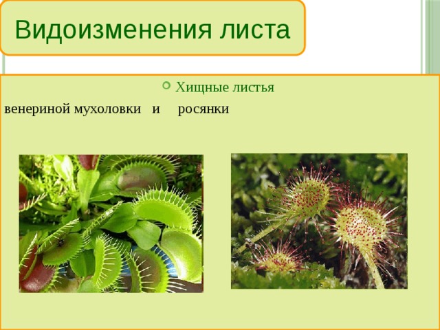 Видоизменения листа Хищные листья  венериной мухоловки и росянки 
