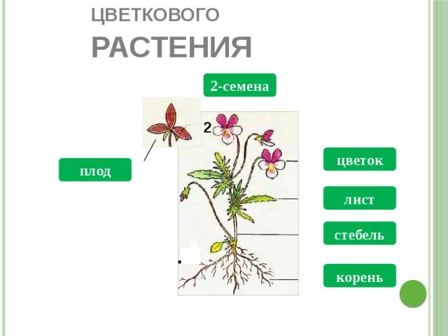 Назовите органы  цветкового растения 2-семена  2 цветок 3 плод 1 4 лист стебель 5 6 6 корень 