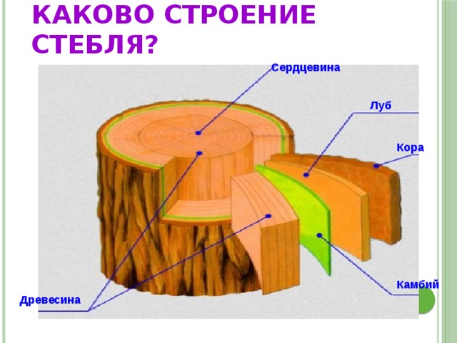 Каково строение стебля? Сердцевина Луб Кора Камбий Древесина 
