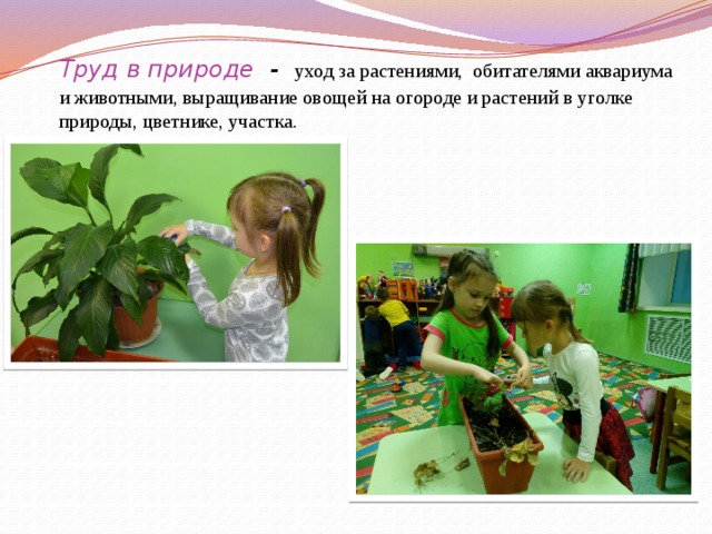 Труд в природе -  уход за растениями, обитателями аквариума и животными, выращивание овощей на огороде и растений в уголке природы, цветнике, участка.     