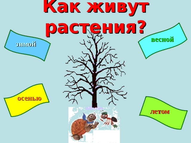 Как живут растения