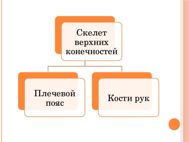 Скелет верхних конечностей Плечевой пояс Кости рук 