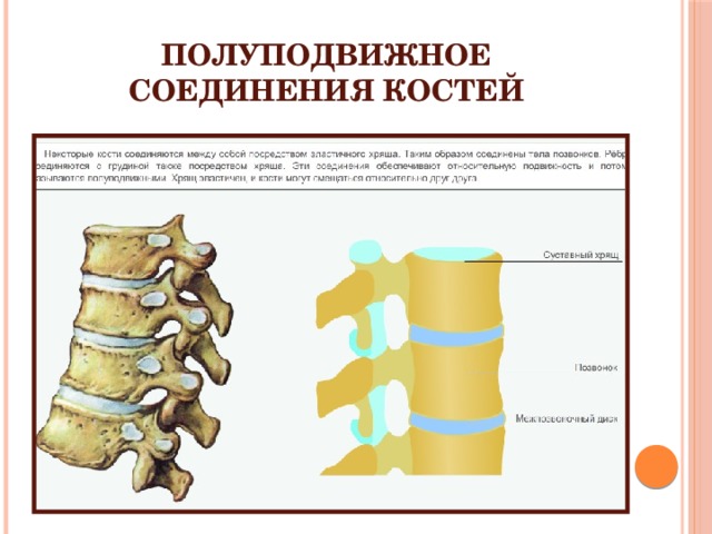 Типы соединения костей полуподвижные