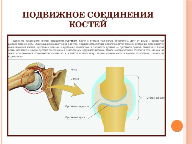 Подвижное соединение костей. Суставы это подвижные соединения костей. Подвижные соединения костей скелета. Соединение подвижного соединения костей.