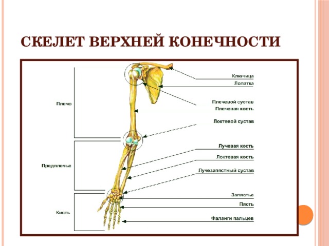 Скелет свободных конечностей отделы. Скелет верхних конечностей отделы строение соединения костей.