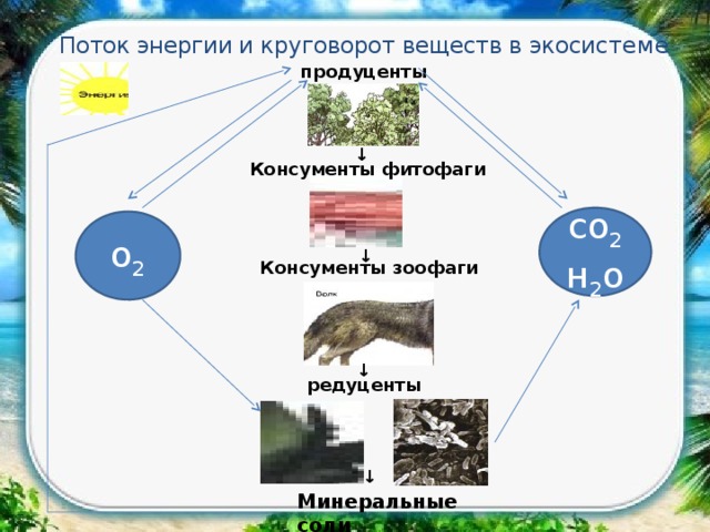 Схема круговорота веществ в лесном сообществе