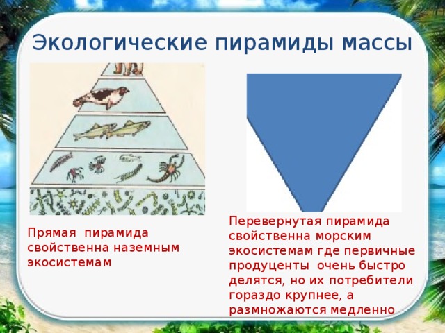 Экологические пирамиды массы Перевернутая пирамида свойственна морским экосистемам где первичные продуценты очень быстро делятся, но их потребители гораздо крупнее, а размножаются медленно Прямая пирамида свойственна наземным экосистемам 