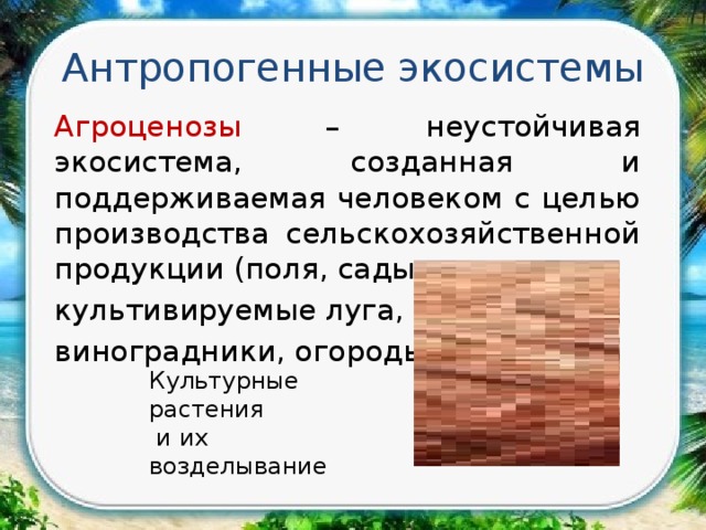 Антропогенные экосистемы Агроценозы – неустойчивая экосистема, созданная и поддерживаемая человеком с целью производства сельскохозяйственной продукции (поля, сады, культивируемые луга, виноградники, огороды …) Культурные растения  и их возделывание  