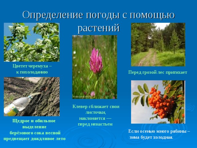 Определение погоды с помощью растений Цветет черемуха – к похолоданию Перед грозой лес притихает  Клевер сближает свои  листочки, наклоняется — перед ненастьем  Щедрое и обильное выделение  берёзового сока весной  предвещает дождливое лето  Если осенью много рябины –  зима будет холодная. 