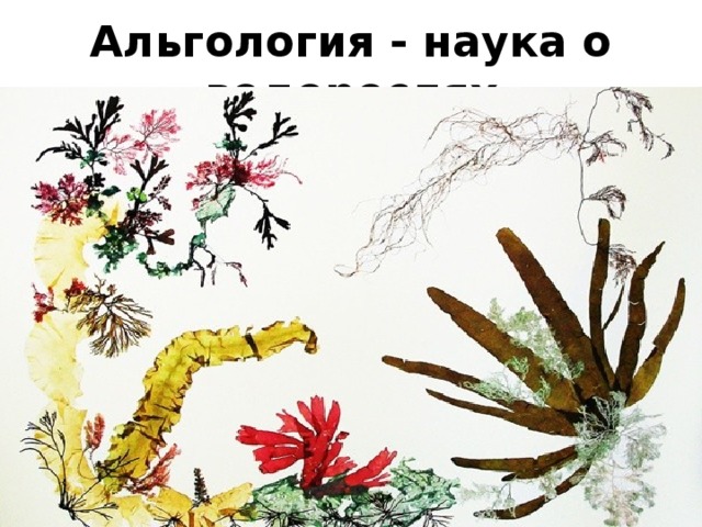 Наука о водорослях