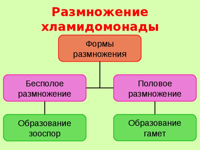 Размножение хламидомонады