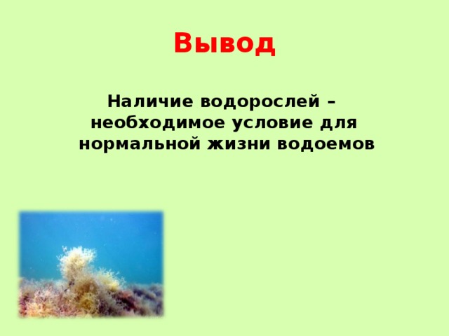 Наличие вывода. Альгология наука о водорослях. Вывод водоросли. Альгология это в биологии. Как называется наука о водорослях.