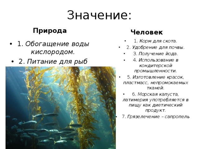 Наука о водорослях. Водоросли альгология. Наука изучающая водоросли называется. Название науки о водорослях.