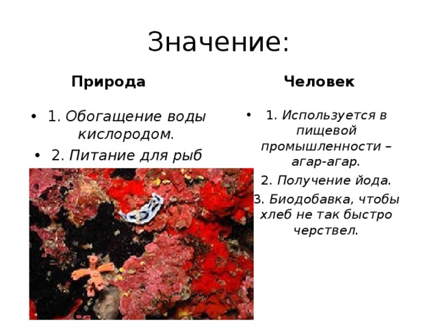 Наука о водорослях. Альгология это наука. Получение йода из водорослей. Значение Бодо в природе.