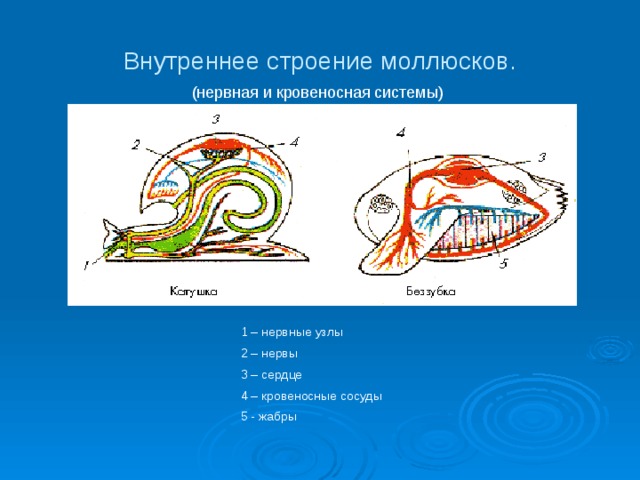 Внутреннее строение моллюсков. (нервная и кровеносная системы) 1 – нервные узлы 2 – нервы 3 – сердце 4 – кровеносные сосуды 5 - жабры 