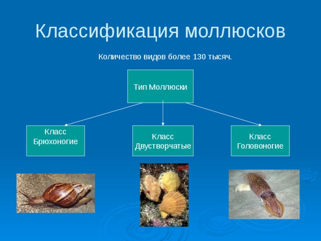 Классификация моллюсков Количество видов более 130 тысяч. Тип Моллюски Класс Класс Класс Двустворчатые Головоногие Брюхоногие 