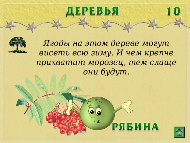 Ягоды на этом дереве могут висеть всю зиму. И чем крепче прихватит морозец, тем слаще они будут. 