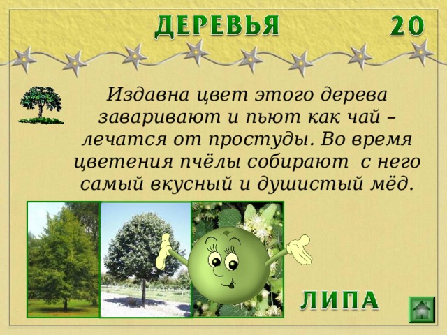 Издавна цвет этого дерева заваривают и пьют как чай – лечатся от простуды. Во время цветения пчёлы собирают с него самый вкусный и душистый мёд. 