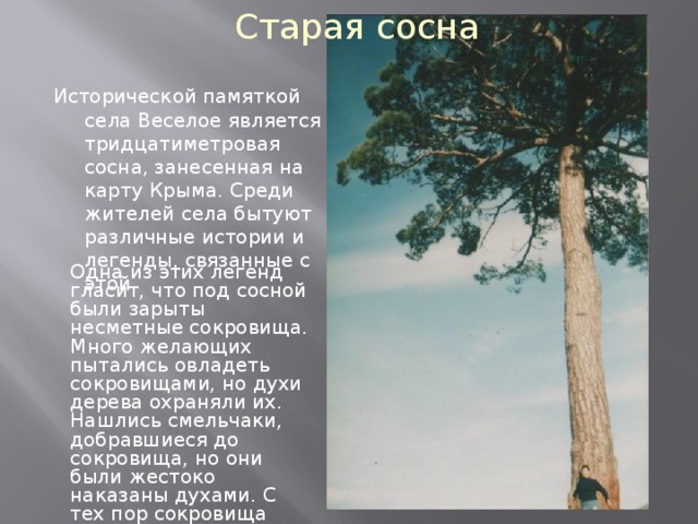 У старой сосны основная мысль. Веселая сосна. Сосна историческая. Легенда о старой сосне. Сосна в Веселом Крым история.