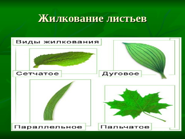 Жилкование листьев Пальчатое жилкование – это разновидности сетчатого жилкования  