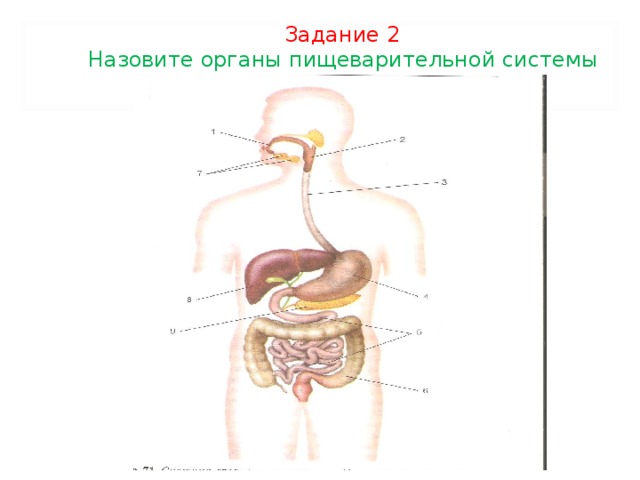 Проект на тему пищеварительная система человека