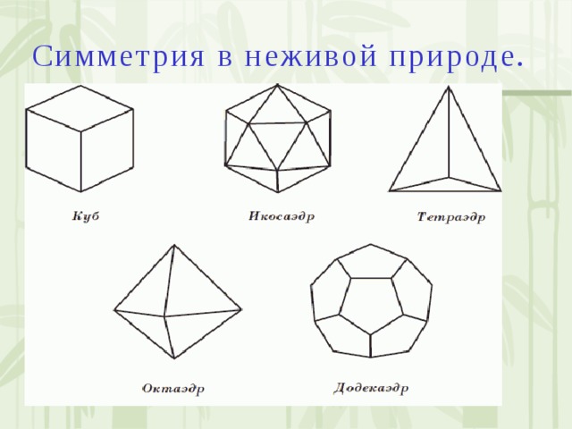 Симметрия в живой и неживой природе презентация