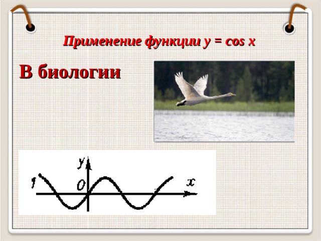 Применение функции y = cos x  В биологии