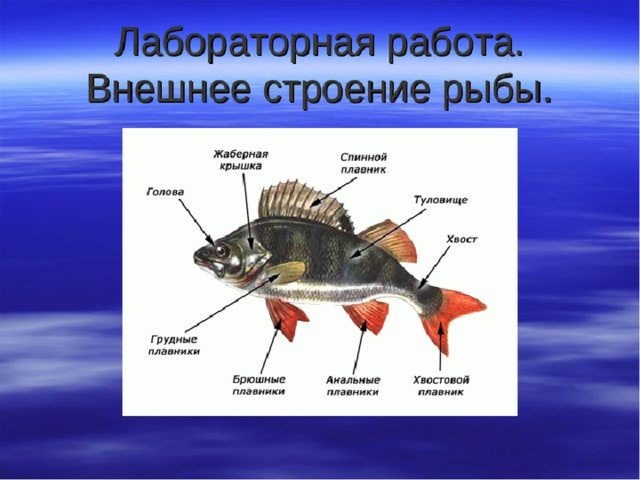 Назовите черты строения древней группы рыб. Внешнее строение рыбы биология. Внешнее строение рыбы 7 класс биология. Особенности внешнего строения рыб. Лабораторная работа внешнее строение рыбы.