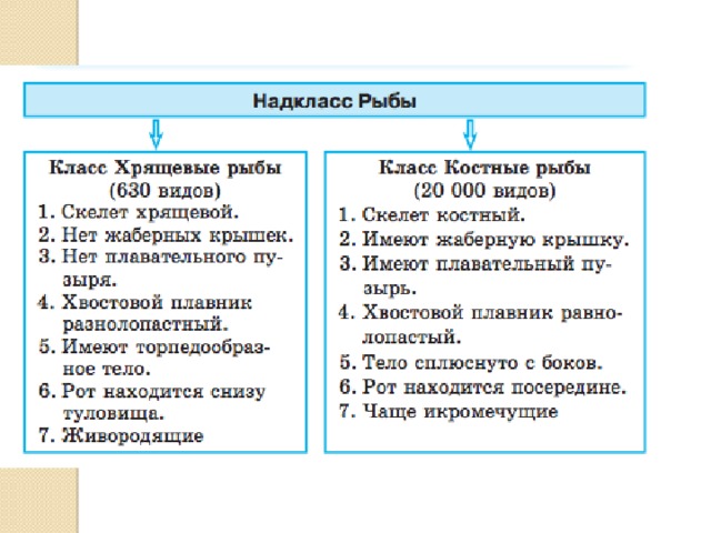 Класс Рыбы их строение, классификация и …