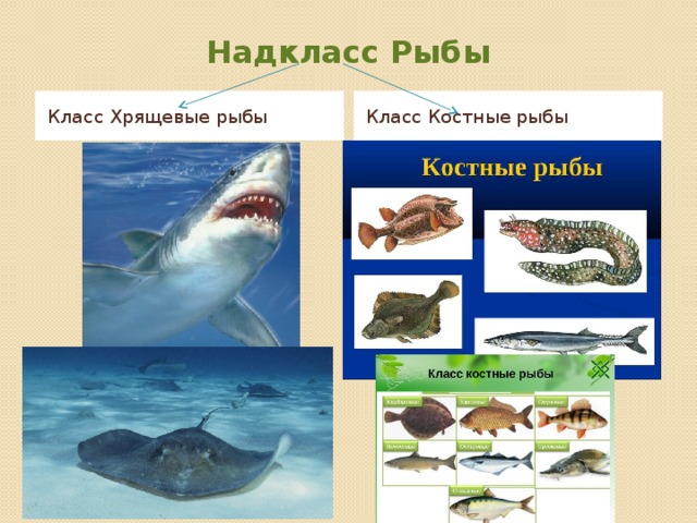 Презентация класс рыбы 7 класс общая характеристика