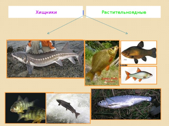 Виды питания рыб. Рыбы Хищные и растительноядные. Рыбы хищники или травоядные. Рыбы растительноядные Хищные всеядные. Растительноядные рыбы питаются.