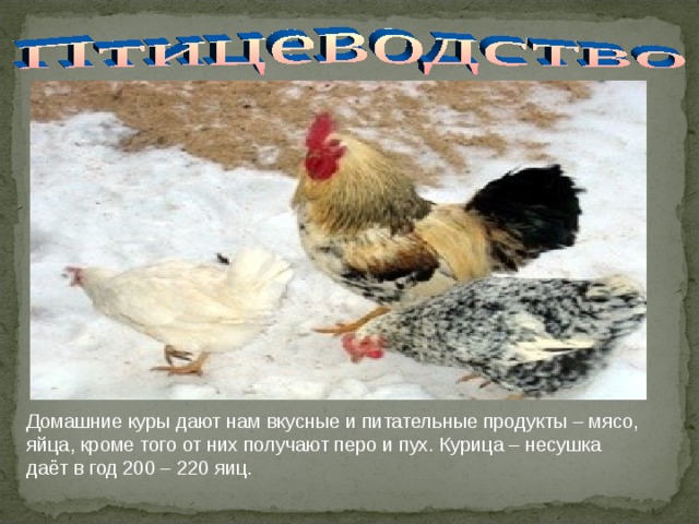 Домашние куры дают нам вкусные и питательные продукты – мясо, яйца, кроме того от них получают перо и пух. Курица – несушка даёт в год 200 – 220 яиц. 