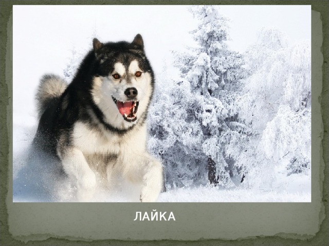  ЛАЙКА 