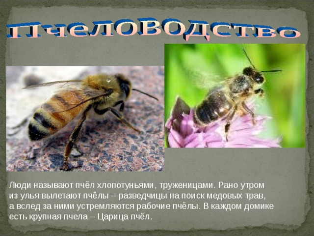 Люди называют пчёл хлопотуньями, труженицами. Рано утром из улья вылетают пчёлы – разведчицы на поиск медовых трав, а вслед за ними устремляются рабочие пчёлы. В каждом домике есть крупная пчела – Царица пчёл. 