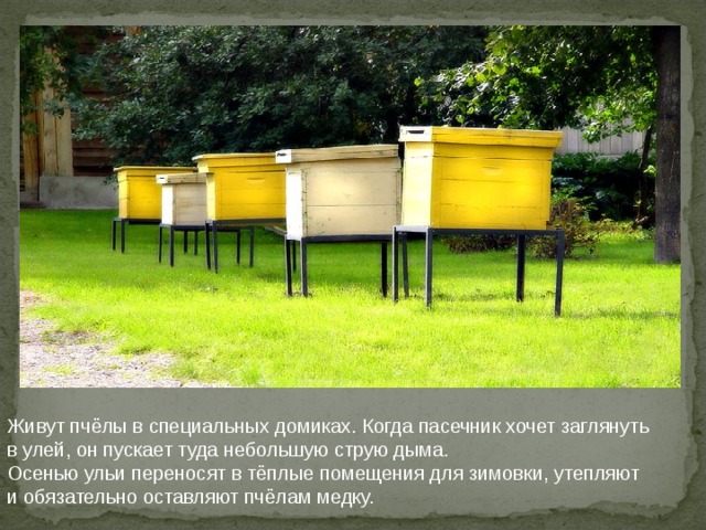 Живут пчёлы в специальных домиках. Когда пасечник хочет заглянуть в улей, он пускает туда небольшую струю дыма. Осенью ульи переносят в тёплые помещения для зимовки, утепляют и обязательно оставляют пчёлам медку. 
