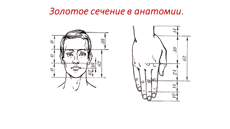 Золотое сечение в теле человека проект по математике