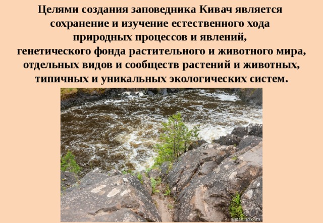 Естественный ход. Цель создания заповедников. Цель создания заповедника Кивач. Естественный ход природных процессов.. Цель создания заказников.