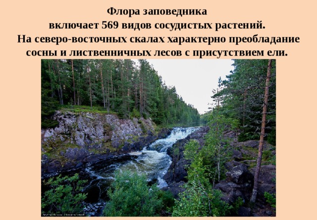 Флора заповедника  включает 569 видов сосудистых растений.  На северо-восточных скалах характерно преобладание сосны и лиственничных лесов с присутствием ели. 