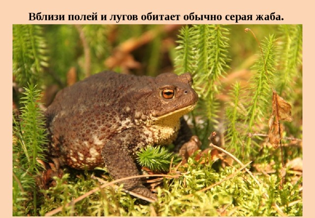 Вблизи полей и лугов обитает обычно серая жаба. 